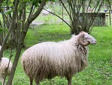 Продаются бараны 