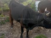 Корова 4 года