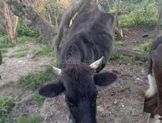 Корова 4 года