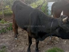 Корова 4 года