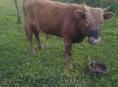 Продам бычка 