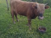 Продам бычка 