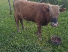 Продам бычка 