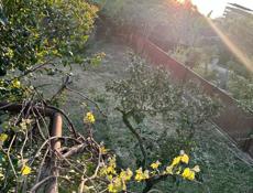 продажа Участка у моря ,в городе Очамчыра