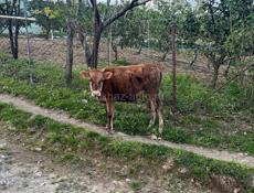 Продается телёнок 