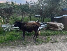 Продается телёнок 