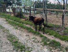 Продается телёнок 