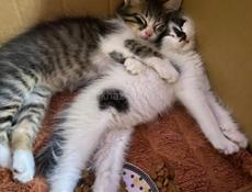 В добрые руки🥹