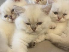 Британская шиншила