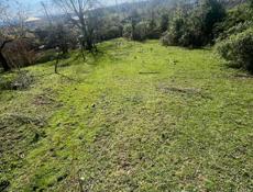 Цандрипш 10 соток. 