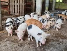Продаю 