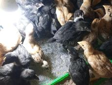 Продаются цыплята