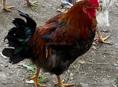 Продам Петухов 🐓