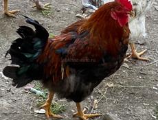 Продам Петухов 🐓