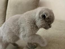 ПОТЕРЯЛСЯ КОТЁНОК 