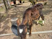Продаётся тёлка