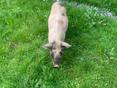 Продам кабанчика