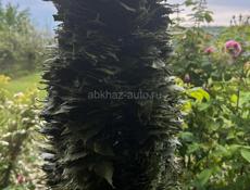 Продаю 