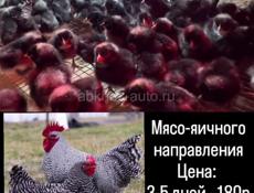 Мясо-яичные Ред бро 