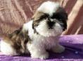 ЩЕНКИ ШИ ТЦУ 