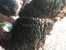 Продаются индюшата