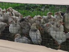 Продаю цыплят петушков им 1.5 месяца 