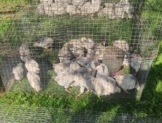 Продаю цыплят петушков им 1.5 месяца 