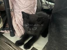 Подарю