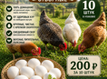ДОМАШНИЕ КУРИНЫЕ ЯЙЦА 🥚