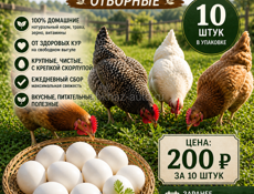ДОМАШНИЕ КУРИНЫЕ ЯЙЦА 🥚