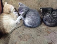 Отдам котят в хорошие руки 