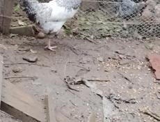 Куры ипитухи