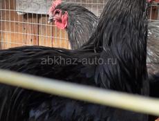 Продаются петухи породы Джерский гигант 