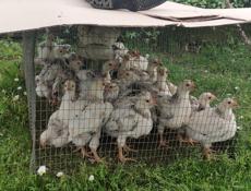 Продаю цыплят петушков им 1.5 месяца 