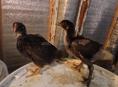 Продаются цыплята мясо яичной породы 3.5 нед