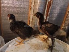Продаются цыплята мясо яичной породы 3.5 нед