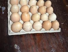 Продаётся инкубационное яйцо 