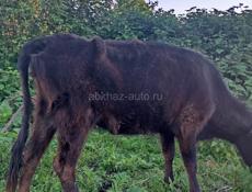 Продам