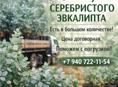 Саженцы серебристого эвкалипта 