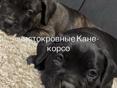 Коне корсо )
