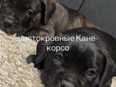 Коне корсо )