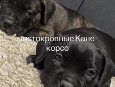 Кане корсо )