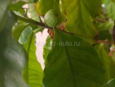 Кофейное дерево