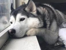 Сниму квартиру на длительный срок