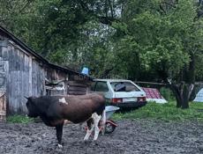 Продается Бычара 