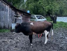 Продается Бычара 