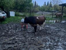 Продается Бычара 