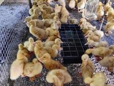 Продаются утята 350р р. Очамчира с. Илори все по телефону