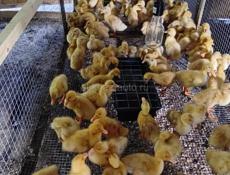 Продаются утята 350р р. Очамчира с. Илори все по телефону