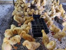 Продаются утята 350р р. Очамчира с. Илори все по телефону